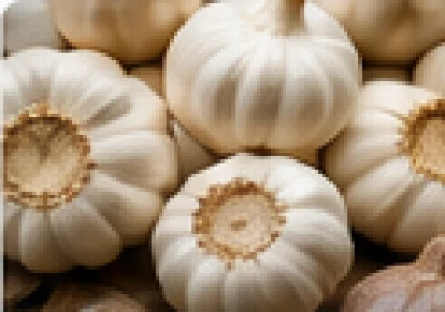 Garlic