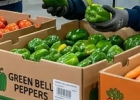Fresh Green Capsicum (Bell Pepper)